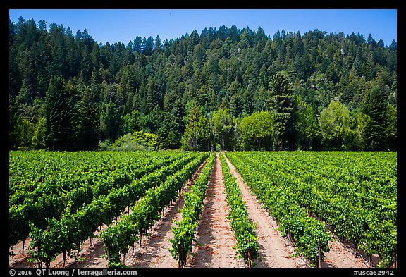 Vineyard, Korbel Winery, Guerneville. California, USA (color)