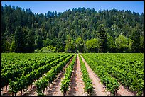 Vineyard, Korbel Winery, Guerneville. California, USA ( color)