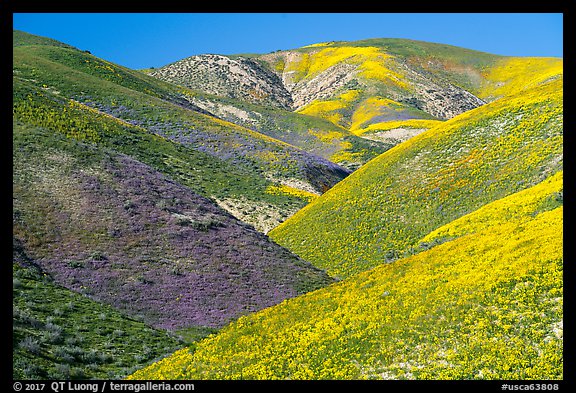 Wildflowers-covered hills, Temblor Range. Carrizo Plain National Monument, California, USA