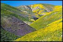 Wildflowers-covered hills, Temblor Range. Carrizo Plain National Monument, California, USA ( color)