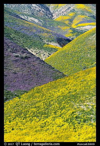 Intersecting ridges of wildflowers-covered hills, Temblor Range. Carrizo Plain National Monument, California, USA (color)