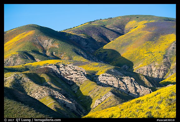 Temblor Range hills with wildflowers. Carrizo Plain National Monument, California, USA