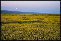 Moonrise over field of goldfied flowers. Carrizo Plain National Monument, California, USA ( color)
