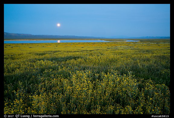 Spring wildflowers and moon reflected in pond. Carrizo Plain National Monument, California, USA