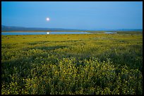 Spring wildflowers and moon reflected in pond. Carrizo Plain National Monument, California, USA ( color)