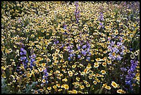 Tidytips and larkspur wildflowers. Carrizo Plain National Monument, California, USA ( color)