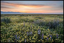 Dense wildflower mat and Temblor Range at sunrise. Carrizo Plain National Monument, California, USA ( color)