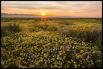 Sun rising over endless flowers. Carrizo Plain National Monument, California, USA ( color)