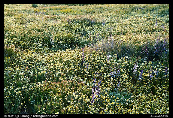 Dense carpet of tidytips. Carrizo Plain National Monument, California, USA (color)