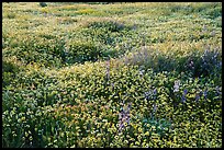 Dense carpet of tidytips. Carrizo Plain National Monument, California, USA ( color)
