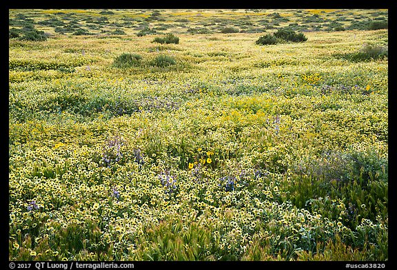 Flower carpet. Carrizo Plain National Monument, California, USA (color)