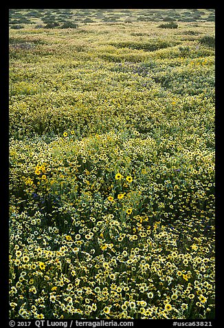 Hillside daisies and tidytips. Carrizo Plain National Monument, California, USA (color)