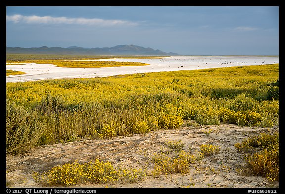 Wildflowers and salt bed bordering Soda Lake. Carrizo Plain National Monument, California, USA (color)