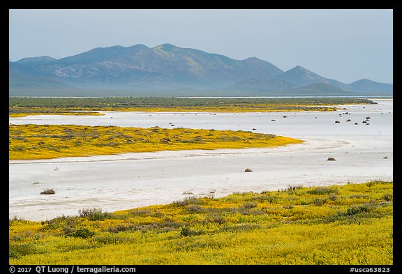 Wildflowers and salt lake. Carrizo Plain National Monument, California, USA