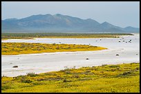 Wildflowers and salt lake. Carrizo Plain National Monument, California, USA ( color)