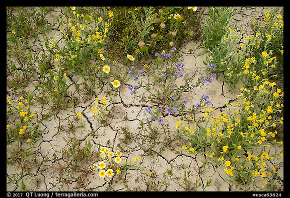 Close-up of tidytips, hillside daisies, phacelia, and mud cracks. Carrizo Plain National Monument, California, USA (color)