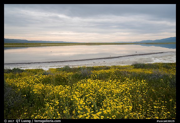 Wildflowers and pond. Carrizo Plain National Monument, California, USA
