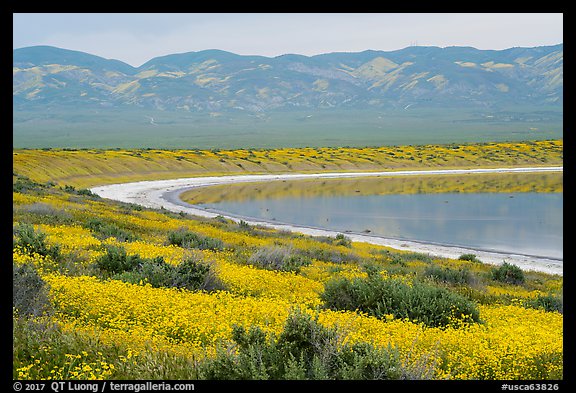 Yellow wildflowers, pond, Temblor Range. Carrizo Plain National Monument, California, USA