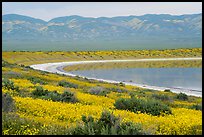 Yellow wildflowers, pond, Temblor Range. Carrizo Plain National Monument, California, USA ( color)