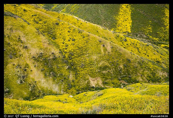 Canyon walls covered with yellow wildflowers, Temblor Range. Carrizo Plain National Monument, California, USA