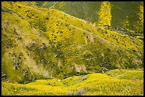 Canyon walls covered with yellow wildflowers, Temblor Range. Carrizo Plain National Monument, California, USA ( color)