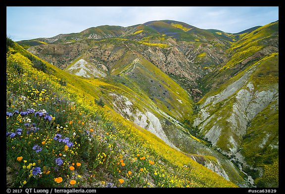 Phacelia, poppies, goldfields, Temblor Range hills. Carrizo Plain National Monument, California, USA (color)