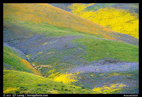 Multicolored mosaic of wildflowers on hill. Carrizo Plain National Monument, California, USA (color)