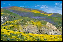 Hills covered with multicolored flower carpets. Carrizo Plain National Monument, California, USA ( color)