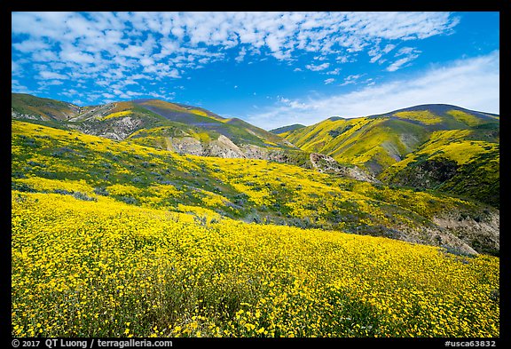 Temblor Range hills covered with wildflower mats. Carrizo Plain National Monument, California, USA