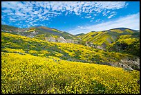 Temblor Range hills covered with wildflower mats. Carrizo Plain National Monument, California, USA ( color)