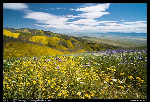 Carpet of daisies and phacelia high above Carrizo Plain. Carrizo Plain National Monument, California, USA