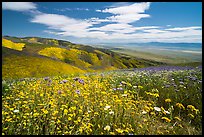 Carpet of daisies and phacelia high above Carrizo Plain. Carrizo Plain National Monument, California, USA ( color)