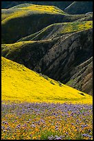 Blazing stars, phacelia, hillside daisies, and folds. Carrizo Plain National Monument, California, USA ( color)