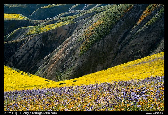 Hills with blazing stars, phacelia, hillside daisies, and folds. Carrizo Plain National Monument, California, USA (color)
