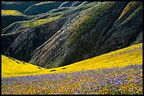 Hills with blazing stars, phacelia, hillside daisies, and folds. Carrizo Plain National Monument, California, USA ( color)