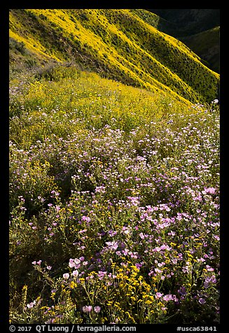 Wildflower mat and hillside slopes. Carrizo Plain National Monument, California, USA