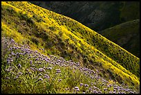 Purple Phacelia and ridges covered by yellow hillside daisies. Carrizo Plain National Monument, California, USA ( color)