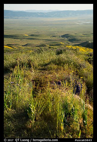 Desert Candles overlooking valley. Carrizo Plain National Monument, California, USA