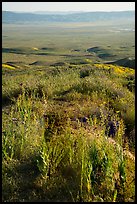 Desert Candles overlooking valley. Carrizo Plain National Monument, California, USA ( color)