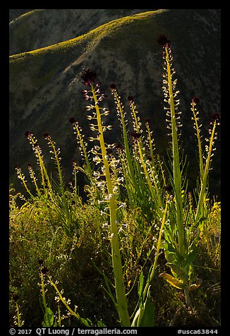 Desert Candles in bloom. Carrizo Plain National Monument, California, USA (color)