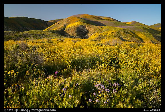 Grasses and wildflowers, Temblor Range hills, late afternoon. Carrizo Plain National Monument, California, USA