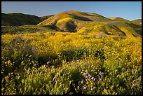 Grasses and wildflowers, Temblor Range hills, late afternoon. Carrizo Plain National Monument, California, USA ( color)