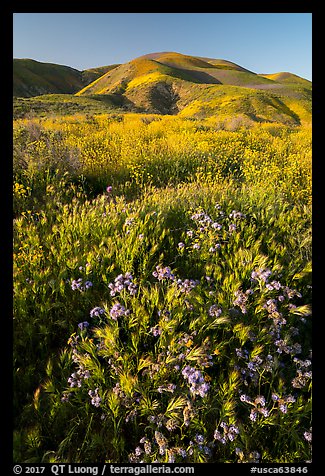 Foxtail grass and wildflowers, Temblor Range hills. Carrizo Plain National Monument, California, USA