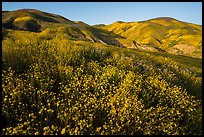 Yellow wildflower map and Temblor Range hills, late afternoon. Carrizo Plain National Monument, California, USA ( color)