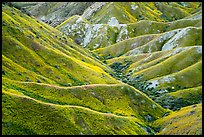 Ridges in springtime. Carrizo Plain National Monument, California, USA ( color)