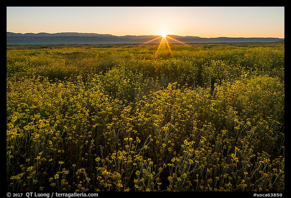 Sun rising over carpets of daisies. Carrizo Plain National Monument, California, USA