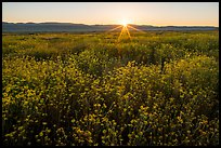 Sun rising over carpets of daisies. Carrizo Plain National Monument, California, USA ( color)
