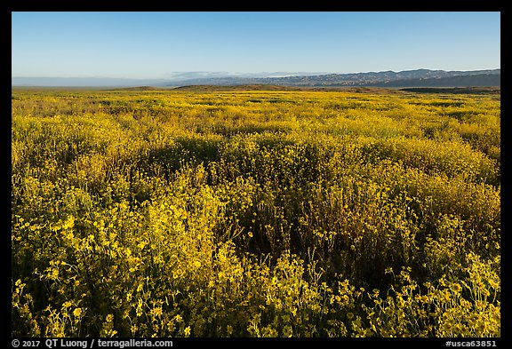 Endless carpets of daisies and distant Temblor Range. Carrizo Plain National Monument, California, USA (color)