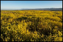 Endless carpets of daisies and distant Temblor Range. Carrizo Plain National Monument, California, USA ( color)