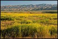 Valley floor covered by flowers, and Temblor Range. Carrizo Plain National Monument, California, USA ( color)